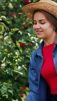 Beautiful young lady in straw hat collecting apples. Woman picks apples into the basket from a tree standing near it. Vertical video