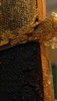 Apiarist peeling off the upper layer of wax from sealed cells. Male hand holding a frame and uncovering wax honey combs for extraction. Vertical video