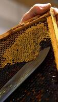 Opening honey cells with electric knife. Apiculturist using special equipment to prepare frames for honey extraction. Close up. Blurred backdrop. Vertical video