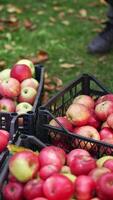 Crop of ripe red apples in the boxes outdoors. Man puts one more box of apples on top of other boxes. Delicious tasty fruit harvest. Vertical video