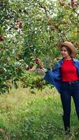 Happy relaxed lady farmer in blue shirt and jeans carrying the full basket of ripe apples. Woman in hat picks apple from tree and puts it in a basket. Vertical video