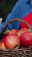 Beautiful red juicy ripe apples picked into a basket. Unrecognized lady holding a basket looking through the organic fruit. Close up. Blurred backdrop. Vertical video