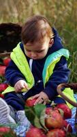 Lovely child sitting on the plaid surrounded by ripe red apples. Little kid is busy with a big apple in his hands. Nature backdrop. Vertical video
