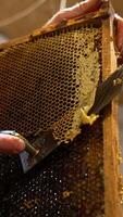 Apiculturist holding a frame full of honey. Beekeeper uncovers the sealed cells for honey extraction in centrifuge machine. Close up. Low angle view. Vertical video