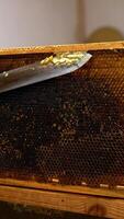 Beekeeper removes the covers on the wax cells. Honey frame being prepared for extraction organic product from combs. Close up. Vertical video
