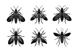 Phasmids silhouette set with white background vector