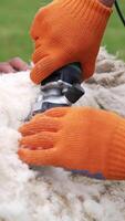 Cutting process of sheep wool. Farm worker shearing sheep with professional electric hair clipper. Close-up. Vertical video
