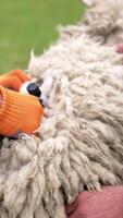 Man shearer shearing sheep. Process by which wool fleece of a sheep is cut off. Electric professional sheep manual hair clipper. Vertical video