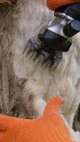 Farmer's hands in gloves shearing sheep. Electric clipper is cutting wool from the sheep. Close-up. Ecological production of wool. Vertical video