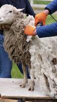 Traditional sheep shearing. Man sheared wool from the sheep with electric machine on a farm. Farmer uses special clipper to cut a sheep outdoors. Vertical video