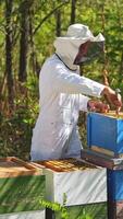 Beekeeper works with bees and beehives in the apiary. Beekeeping concept. Vertical video