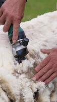 Shearing sheep on a farm. Soft wool is cutting by a special equipment for shearing sheep. Farmer is cutting wool from sheep outdoors. Vertical video