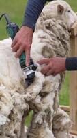 Worker shearing beautiful sheep. Farmer uses electric clipper to cut sheep's wool on the farm. Production of soft ecological wool. Vertical video