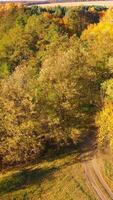 Flight over bright trees on blue water background. Golden top trees of a forest near beautiful wide lake in the countryside. Amazing scenery in autumn. Aerial view. Vertical video