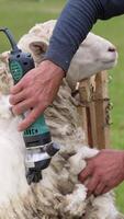 Farmer cutting wool on a sheep. Process of shearing wool sheep with an electric machine outdoors. Cute sheep becomes white after shearing wool. Vertical video
