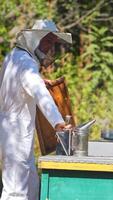 Beekeeper is working with bees video