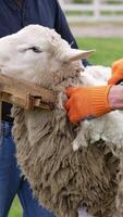 Procedure of sheep shearing outdoors. Farmers cutting sheep's wool with a special equipment electric clipper on a farm in summer. Vertical video