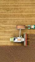 Harvester machine and tractor on yellow field. Combine is pouring ripe grains into the trailer. Top aerial view. Camera moving down. Vertical video