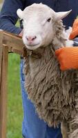 Shearing machine cutting wool of a sheep. Farmer shearing sheep with electric clipper outdoors. A beautiful sheep standing calmly on a farm. Vertical video