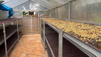coffee beans drying on a raised mesh bed inside a greenhouse. The beans, in various stages of drying, display golden hues with some darker ones interspersed, coffee processing method used in farms video