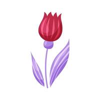 Red tulip with purple leaves. Element for design on white background. Isolated illustration. vector