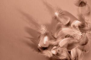 Abstract background with soft mocha mousse feathers and shadows photo