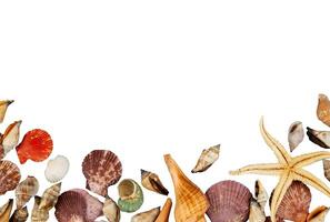 background with sea shells decoration copy space photo