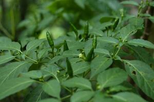 fresh green chilies on the tree with a natural plantation background photo