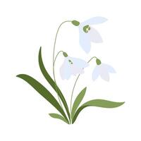 A flower with three petals is shown in a white background. The flower is a snowdrop, and it is the only flower in the image vector