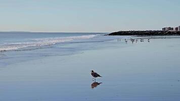 Seagull reflected on calm beach shoreline, A lone seagull stands on a wet beach, its reflection mirrored on the water video