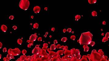 Romantic Red Rose Petals on Black Background Loop Animated video