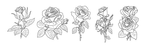 A set of roses in different stages of growth vector