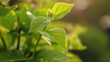 Hello spring. Fresh green branch with new leaves on blurred greenery spring summer background in garden park. New fresh foliage of green tree. Inspirational soft eco view video