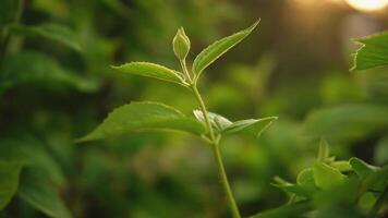 Hello spring. Fresh green branch with new leaves on blurred greenery spring summer background in garden park. New fresh foliage of green tree. Inspirational soft eco view video