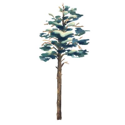 Pine tree tall with green crown and snow on branches, for winter landscape. Watercolor illustration hand drawn. Separate element object isolated from background.