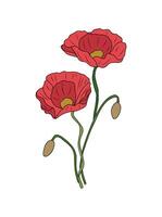 Two red poppies are shown on a white background vector