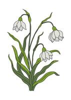 A snowdrop flower on a white background vector