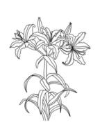 A drawing of a lily plant with leaves vector