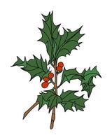 Holly branch with berries vector