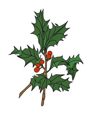 Holly branch with berries