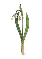 A snowdrop flower is shown in a white background vector