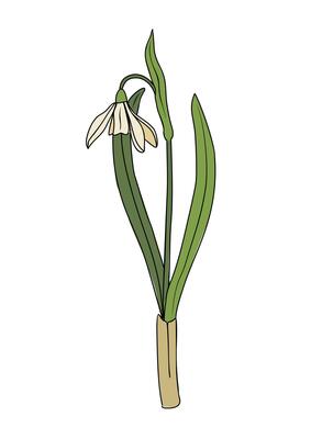 A snowdrop flower is shown in a white background