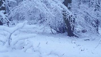 Snow-covered trees in the forest under falling snow, overcast day, camera movement video