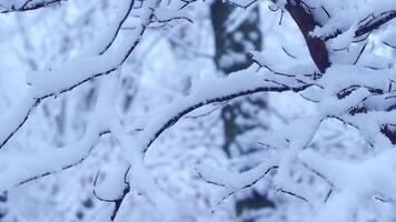 The branches of a tree in the woods under a layer of snow sway in the wind, the camera panning video