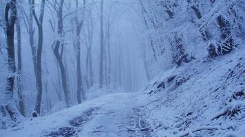 Gloomy forest in snow, tall trees, snow falling, long road visible. The camera moves from the bottom to the top, revealing all the grandeur of the ancient forest video