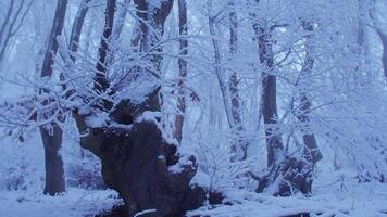 In the snowy forest, the trees are tall under a layer of snow, snowflakes are falling, and the camera moves from left to right, showing the grandeur of the ancient forest video