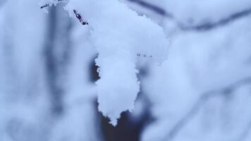 Close-up of snow on a tree branch, camera focus pull to the background - to the forest and trees in the snow video