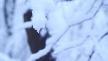 Close-up of snow on a tree branch, smooth focus transition from foreground to background video