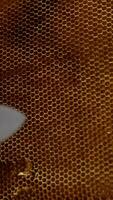 Brown honeycombs on the wooden frames in the hands of unrecognized man. Beekeeper uses knife to cut the combs. Close up. Vertical video