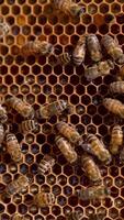 Beautiful hard-working stripy bees on tops of the honeycombs. Busy insects producing honey and sealing the cells. Close up. Vertical video